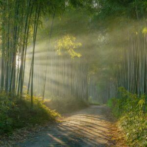 Bamboo Forest Path with Sunbeams and Misty Light Rays (4K) – Free CC0 Stock Photo  Slug