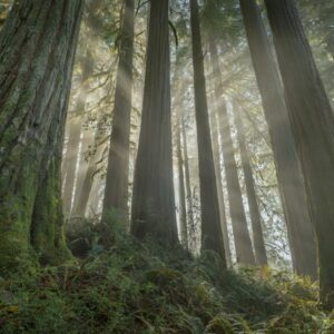 Fog Rolling Through Redwood Forest with Giant Misty Trees (4K) – Free CC0 Stock Photo