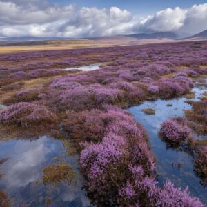 Purple Heather Field Wallpaper - Scenic Moors 4K View