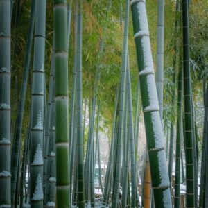 Snowy Bamboo Forest Winter Scene – Free Download 4K