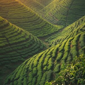 Free Sun-Kissed Tea Plantation Hills Wallpaper 4K Free Portrait