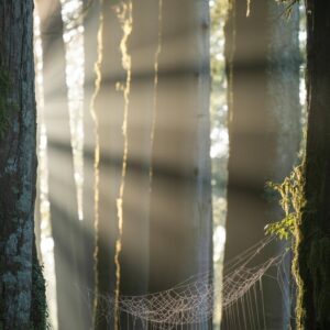 Free Sunlit Forest With Dewy Spider Web Landscape Photography