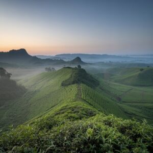 Tea Plantation Sunrise Wallpaper - Free Download 4K