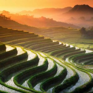 4k Rice Fields at Sunset with Golden Reflections Free download