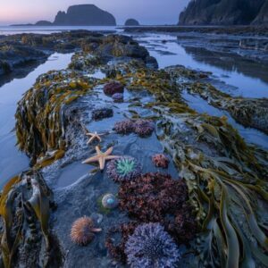 Free Tide Pool Seascape with Starfish & Kelp 4K