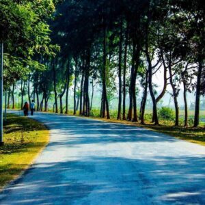 Curved countryside road lined with tall green trees in bright daylight
