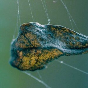 Close-up macro photo of colorful chameleon on delicate spider web
