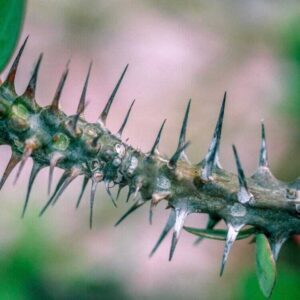 Close-up of thorny plant stem with vibrant red flowers and green leaves