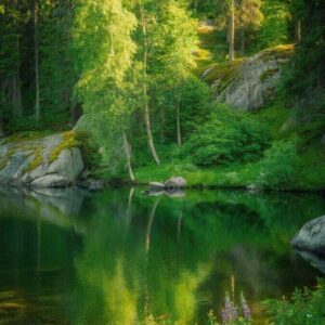 Forest stream landscape with tall birch trees and peaceful water reflection