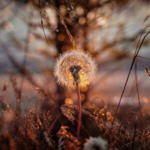 Dandelion seed head glowing at sunset in golden meadow