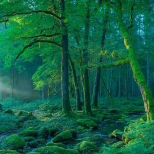 Misty green forest with mossy trees, creek and secluded cabin